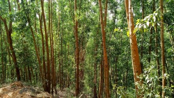 Diện tích rừng gỗ lớn tại Bình Định cho năng suất 'khủng'