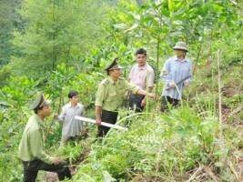 Đẩy mạnh công tác Quản lý bảo vệ rừng và phòng cháy, chữa cháy rừng