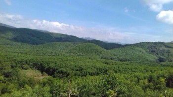 Công tác trồng rừng, chăm sóc rừng năm 2017 của Công ty TNHH Lâm nghiệp Hà Thanh Công tác trồng rừng, chăm sóc rừng năm 2017 của Công ty TNHH Lâm nghiệp Hà Thanh