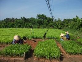 Công ty TNHH Lâm nghiệp Hà Thanh: Xây dựng thương hiệu cây giống lâm nghiệp Công ty TNHH Lâm nghiệp Hà Thanh: Xây dựng thương hiệu cây giống lâm nghiệp