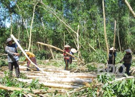 Công ty TNHH lâm nghiệp Hà Thanh: Chuẩn bị cho vụ trồng rừng mới